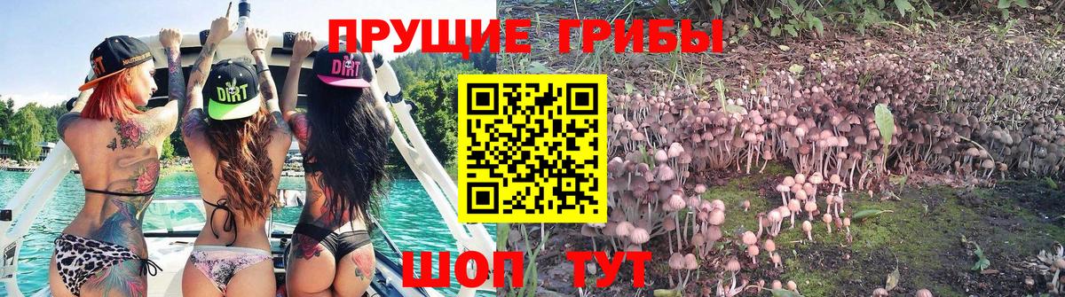 Новодвинск  Псилоцибиновые грибы ЛСД  Вход с VPN  Псилоцибиновые грибы мухоморы 